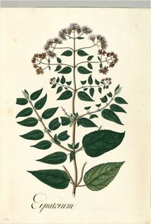 Ilustración botánica de Lantana scabrida