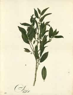 Ilustración botánica de Laurus sassafras