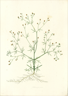 Ilustración botánica de Mastuerzo