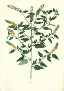 Ilustración botánica de Orozuz