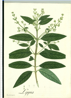 Ilustración botánica de Orégano de monte