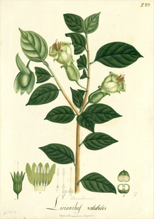 Ilustración botánica de Lisianthus nigrescens