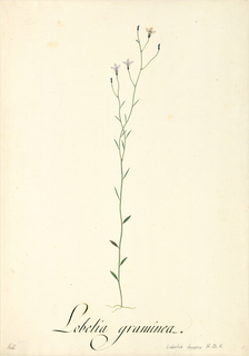 Ilustración botánica de Lobelia assurgens