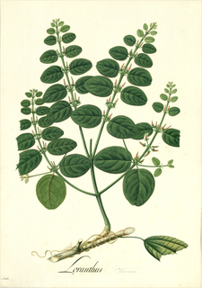 Ilustración botánica de Loranthus americanus