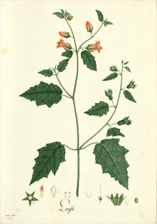 Ilustración botánica de Esponja vegetal