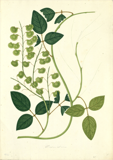 Ilustración botánica de Manayupa