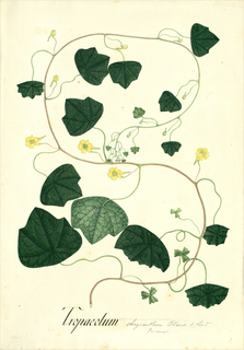 Ilustración botánica de Mashua