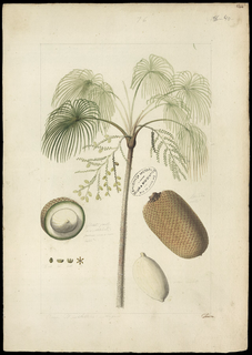 Ilustración de Aguaje