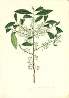 Ilustración botánica de Chuchuhuasi