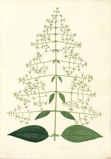 Ilustración botánica de Melastoma aspera