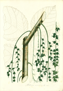 Ilustración botánica de Miconia theaezans