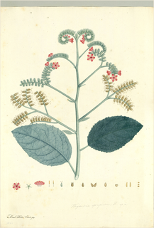 Ilustración botánica de Guaco