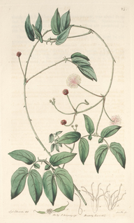 Ilustración botánica de Mimosa sensitiva