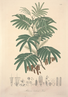 Ilustración botánica de Tepescohuite