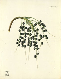 Ilustración botánica de Molle