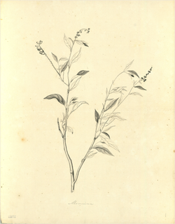 Ilustración botánica de Monnina obtusifolia
