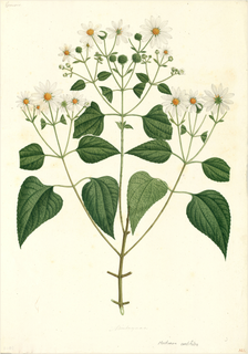 Ilustración botánica de Cihuapatli