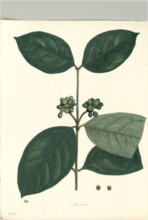 Ilustración botánica de Piñipiní