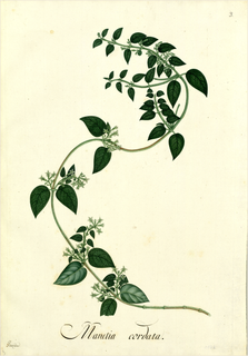 Ilustración botánica de Mullaca