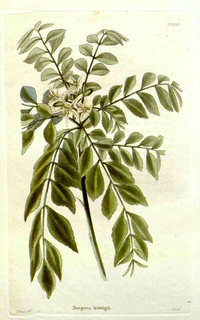 Ilustración botánica de Limonaria