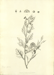 Ilustración botánica de Capulí cimarrón