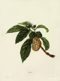 Ilustración botánica de Noni