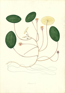 Ilustración botánica de Nymphaea odorata