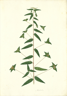 Ilustración botánica de Albahaca africana