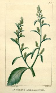 Ilustración de Paico