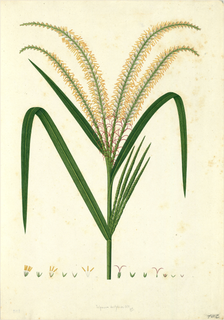 Ilustración botánica de Panicum fasciculatum