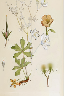 Ilustración botánica de Pasuchaca