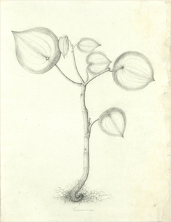 Ilustración botánica de Corazón de hombre