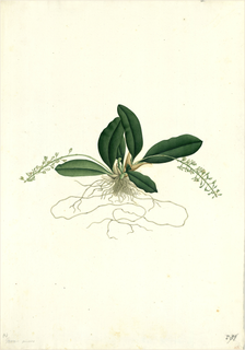 Ilustración botánica de Peperomia quadrifolia
