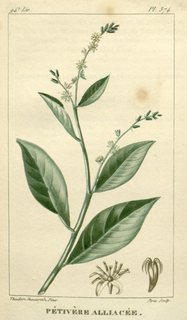 Ilustración botánica de Anamú