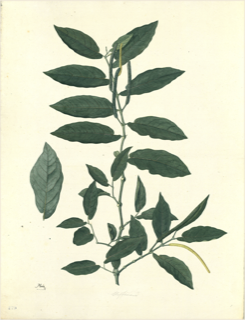 Ilustración botánica de Frijol