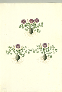 Ilustración botánica de Bolsa mullaca