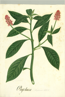 Ilustración botánica de Phytolacca decandra