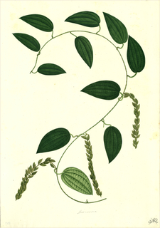 Ilustración botánica de Cordoncillo prieto