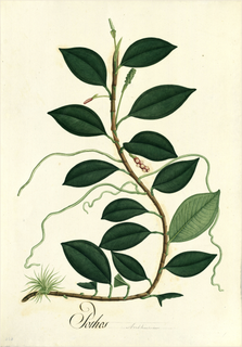 Ilustración botánica de Guayusa de monte