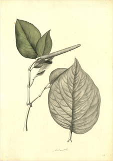 Ilustración botánica de Matico