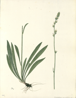 Ilustración botánica de Plantago tubulosa
