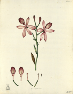 Ilustración botánica de Plumeria rubra