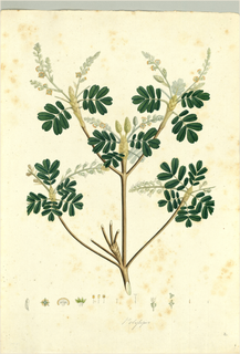 Ilustración botánica de Polygala paniculata