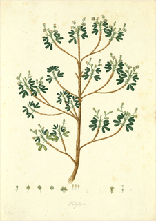 Ilustración botánica de Queñua