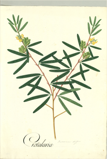 Ilustración botánica de Mezquite