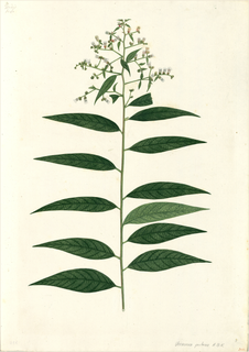 Ilustración botánica de Chalche