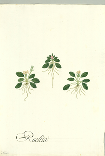 Ilustración botánica de Ruellia geminiflora