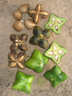 Ilustración botánica de Sacha inchi