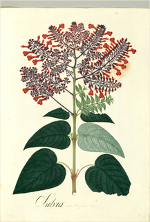 Ilustración botánica de Ska pastora