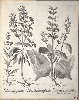 Ilustración botánica de Chía